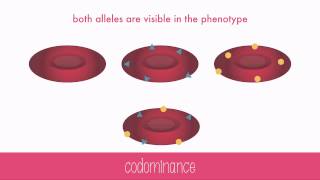 NonMendelian Genetics [upl. by Frangos]