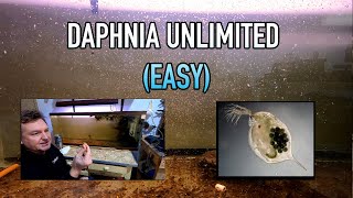 How I Raise Daphnia Water Fleas And You Can Too [upl. by Okramed]