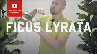 All you need to know about Ficus Lyrata  Fiddle Leaf Fig [upl. by Jdavie83]