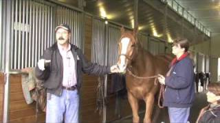 Horse Massage Where To Start Working on the Horse using the Masterson Method® [upl. by Sevy]