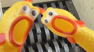 Shredding Screaming Rubber Chickens Shrilling [upl. by Rofotsirk]