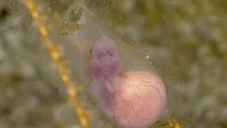 Baby shark inside the egg case [upl. by Dib]