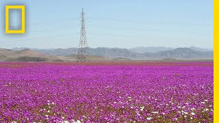 See One of Earth’s Driest Places Experience a Rare Flower Boom  National Geographic [upl. by Ennavoj567]