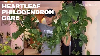 Heartleaf Philodendron Care [upl. by Abell]