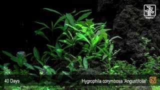 Hygrophila costata Angustifolia [upl. by Ytirev]