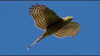 Sparrowhawk Bird Call Bird Song [upl. by Anrahc]