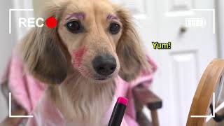 Ep10 Aint No Puppy No More  Daphne’s Vlog Cute Dachshund Video [upl. by Atselec]