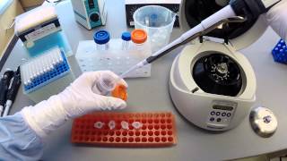 DNA Extraction Protocol  Part 2 [upl. by Gayner]