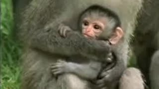 Cute Baby Vervet Monkies Playing  Cheeky Monkey  BBC Studios [upl. by Natam]