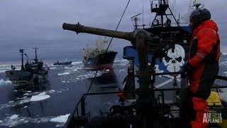 Ships Collide in Final Confrontation  Whale Wars [upl. by Ramos]