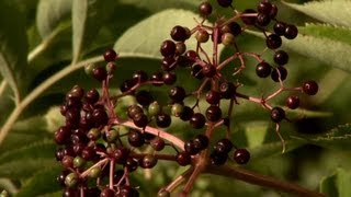 Elderberry Health Benefits MU CAFNR [upl. by Gnanmos205]