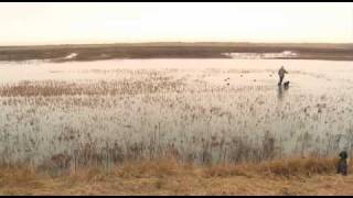 Wildfowling on the Humber [upl. by Arym]