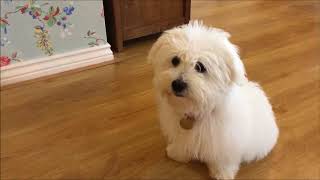 Training a Coton de Tulear Puppy [upl. by Bellew]