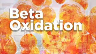 Beta oxidation  βOxidation [upl. by Gord]