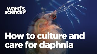 Caring and Culturing for Daphnia [upl. by Annohsak]