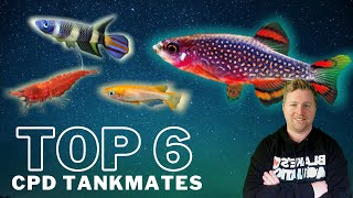 Top 6 Tankmates for Celestial Pearl Danios  Galaxy Rasboras [upl. by Lucey598]