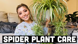 HOW TO PROPAGATE SPIDER PLANTS  SPIDER PLANT CARE [upl. by Arthur]