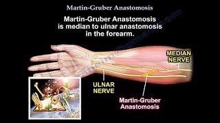 Extensor Retinaculum of Leg  Lower Limb Anatomy  TCML Anatomy [upl. by Bucella423]