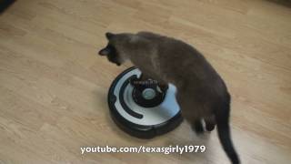 Cat shows HOW TO use iRobot Roomba Vacuum [upl. by Spears]