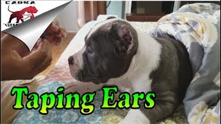 🐶 How to Fix Cropped Ears on Your American Bully Puppy A StepbyStep Guide  From Floppy to Stand🦴 [upl. by Iba]