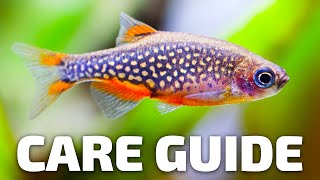 Care Guide for Celestial Pearl Danios  Aquarium CoOp [upl. by Larue]