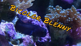 Bicolor Blenny Care Guide [upl. by Adnauqaj]