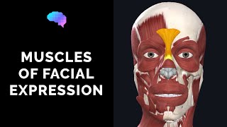 Muscles of Facial Expression 3D Anatomy Tutorial  UKMLA  CPSA  PLAB 2 [upl. by Westfall]