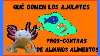 Qué comen los ajolotes mexicanos ⚠️❤️ ✅  pros y contras de algunos alimentos [upl. by Conroy]