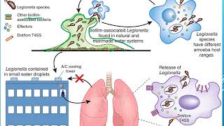 Legionella pneumophila [upl. by Brooks853]