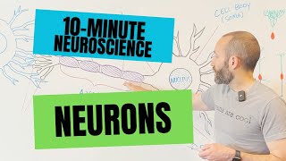 10Minute Neuroscience Neurons [upl. by Adidnac114]