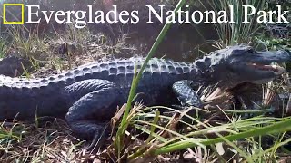 Things to do in Everglades National Park  Shark Valley Everglades National Park WOW [upl. by Devi]