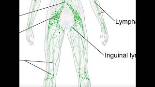 The Lymphatic System  Health  Biology  FuseSchool [upl. by Meelak]