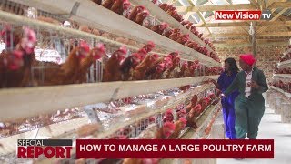 How to manage a large poultry farm [upl. by Ketty]