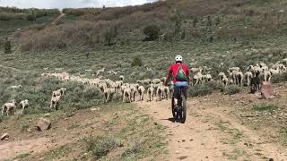 Surprised by Great Pyrenees Sheep Dogs while Mountain Biking in Heber UT [upl. by Medardas]