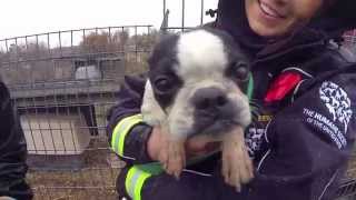 100 Animals Rescued from Puppy Mill and Cruelty Situation [upl. by Christoph]