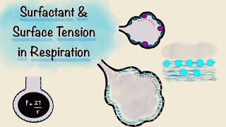 Surfactant and Surface Tension in Respiration  Breathing Mechanics  Respiratory Physiology [upl. by Aramak556]