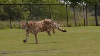 Cheetahs Running [upl. by Luciano826]