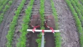 Terrateck  Double Wheel weeder hoe on carrots [upl. by Auhel]