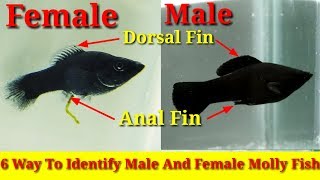 6 Way To Identify Male And Female Molly Fish [upl. by Berneta]