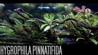 Hygrophila PinnatifidaTrimming [upl. by Ettie]