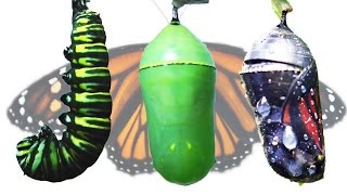 Monarch Butterfly Metamorphosis Timelapse FYV [upl. by Hibbitts]