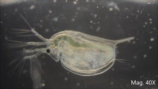 Daphnia magna under the Microscope [upl. by Aicinat235]