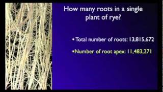 Stefano Mancuso The roots of plant intelligence [upl. by Dosia]