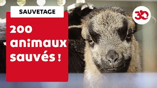 200 animaux à labandon dans une ferme pédagogique [upl. by Lapointe]