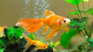 How to care for goldfish  Instructional Videos [upl. by Rosina452]