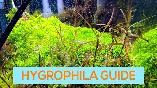 HYGROPHILA BLUE WILLOW ARAGUAIA  EASY AQUARIUM STEM PLANT GUIDE [upl. by Daitzman]