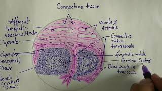 Introduction to Lymphatic System  Lymph Nodes [upl. by Otes735]