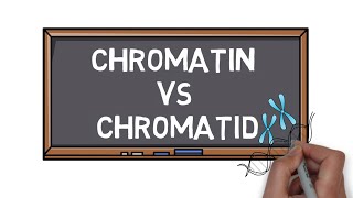 Chromatin Vs Chromatid  What is the Difference  Pocket Bio [upl. by Towroy]