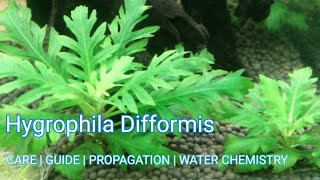 Hygrophila Difformis  Easy to grow Plant 🌱 Water Wisteria [upl. by Kissie496]