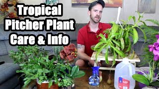 Caring for a Tropical Pitcher Plant Nepenthes alata [upl. by Premer683]